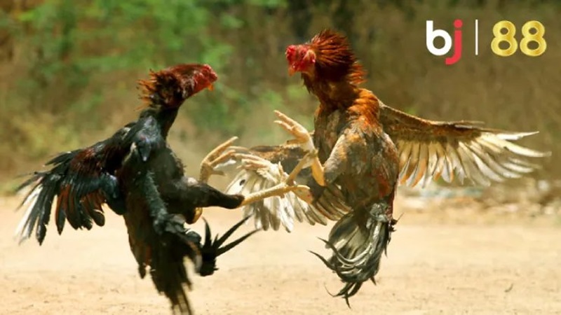 Đá Gà BJ88 - sân chơi cược đá gà hấp dẫn hàng đầu
