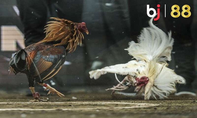 Cá cược đá gà tại Link vào bj88