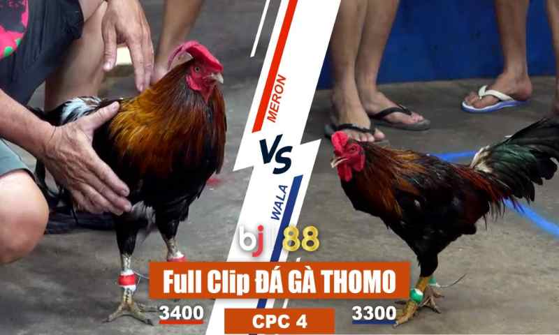 Đá gà campuchia bj88